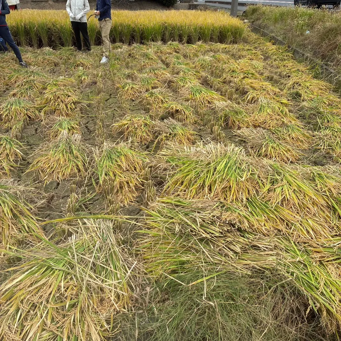 加須の田んぼで、騎西特別支援学校の皆さんと農家さんと一緒に稲...